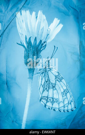 Cyanotype butterfly e fiore Foto Stock