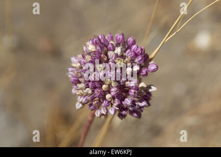 La flora di Gran Canaria - fiori di Allium ampeloprasum, porro selvatico Foto Stock