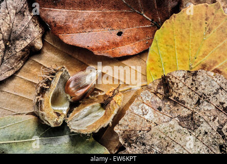 Dado di faggio e foglie Foto Stock