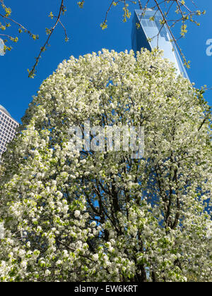 Il Survivor Tree inil National September 11 Memorial sito con la libertà Torre , la parte inferiore di Manhattan, New York Foto Stock