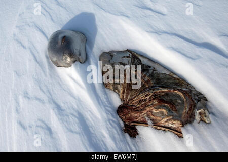 Ancora un nato di weddell seal pup. Foto Stock