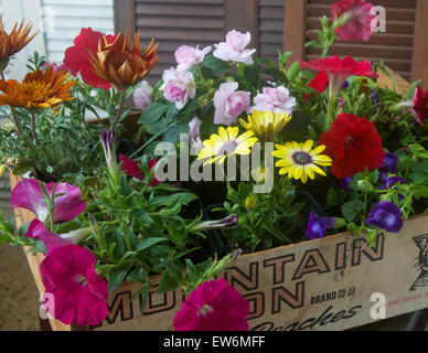 Varietà di fiori, in una vecchia scatola, pronti per la semina. Foto Stock