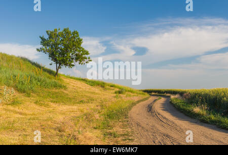 Ucraino paesaggio rurale con lonely albicocca albero su di una collina e country road Foto Stock