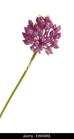 Allium ampeloprasum, wild leek, isolati su sfondo bianco Foto Stock