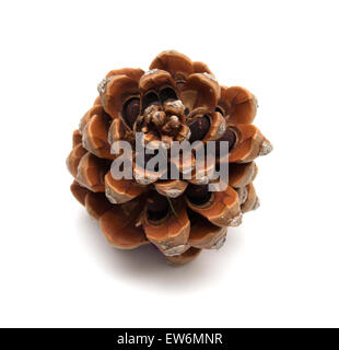 Cono di cembro, Pinus pinea, con alcuni dei dadi ancora in, isolato su sfondo bianco Foto Stock