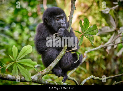 Carino il novellame di gorilla di montagna [Gorilla beringei beringei], Parco nazionale impenetrabile di Bwindi, Uganda, Africa Foto Stock