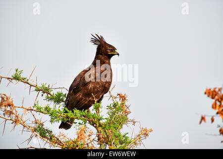 Long-crested eagle, Lophaetus occipitalis, settore Ishasha, Queen Elizabeth National Park, Uganda, Africa Foto Stock