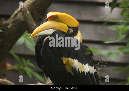 Grande hornbill (Buceros simum), noto anche come il grande hornbill indiano o grande pied hornbill presso lo Zoo di Praga, Repubblica Ceca. Foto Stock