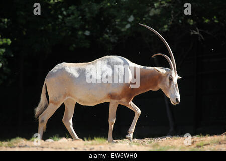 Scimitar oryx (Oryx dammah), noto anche come il Sahara oryx o scimitar-cornuto oryx presso lo Zoo di Praga, Repubblica Ceca. Foto Stock