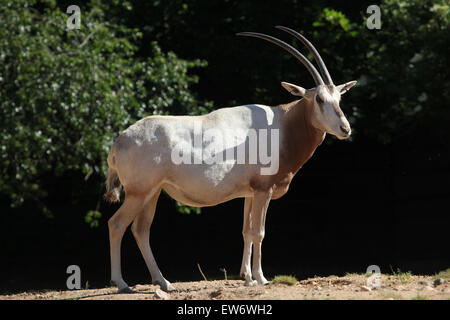 Scimitar oryx (Oryx dammah), noto anche come il Sahara oryx o scimitar-cornuto oryx presso lo Zoo di Praga, Repubblica Ceca. Foto Stock