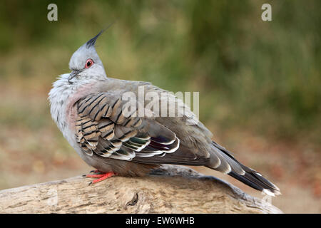 Crested pigeon (Ocyphaps lophotes) presso lo Zoo di Praga, Repubblica Ceca. Foto Stock