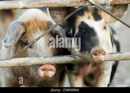 Maialino(Sus scrofa domestica) su una fattoria biologica ecologico Wales UK Europa Foto Stock