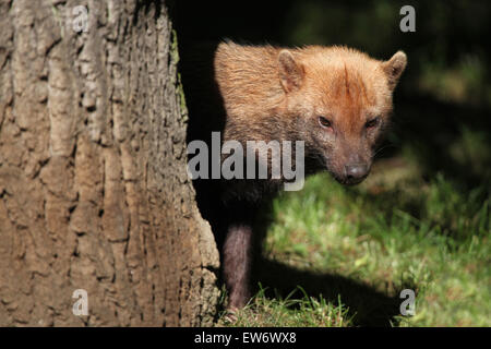 Speoto (Speothos venaticus) presso lo Zoo di Praga, Repubblica Ceca. Foto Stock