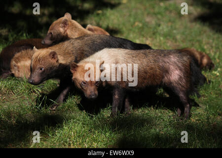 Speoto (Speothos venaticus) presso lo Zoo di Praga, Repubblica Ceca. Foto Stock