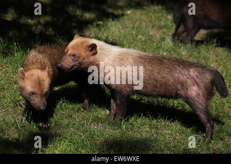 Speoto (Speothos venaticus) presso lo Zoo di Praga, Repubblica Ceca. Foto Stock