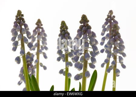 Amido Giacinto di uva (Muscari neglectum) blossoms, macro shot Foto Stock