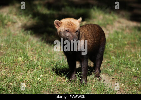 Speoto (Speothos venaticus) presso lo Zoo di Praga, Repubblica Ceca. Foto Stock