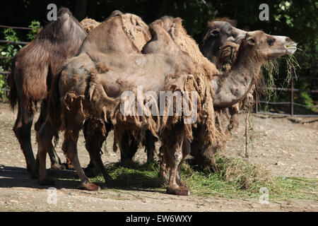 Allevamento di cammelli Bactrian (Camelus bactrianus) presso lo Zoo di Praga, Repubblica Ceca. Foto Stock