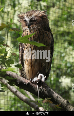 Buffy pesce civetta (Bubo ketupu), noto anche come il pesce Malay owl tenendo un topo morto presso lo Zoo di Praga, Repubblica Ceca. Foto Stock