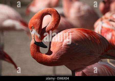 Caraibi flamingo (Phoenicopterus ruber), noto anche come la American flamingo presso lo Zoo di Praga, Repubblica Ceca. Foto Stock