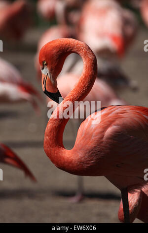 Caraibi flamingo (Phoenicopterus ruber), noto anche come la American flamingo presso lo Zoo di Praga, Repubblica Ceca. Foto Stock