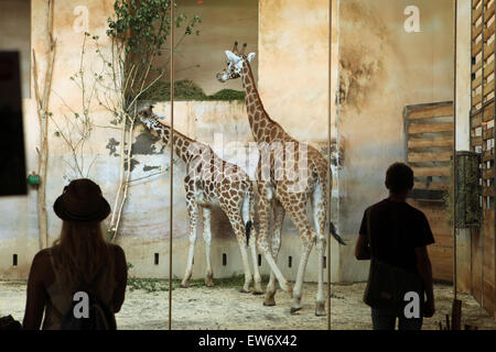 I visitatori guardano la Rothschild il giraffe (Giraffa camelopardalis rothschildi) presso lo Zoo di Praga, Repubblica Ceca. Foto Stock