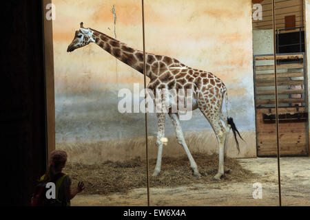 Visitatore guarda la Rothschild la giraffa (Giraffa camelopardalis rothschildi) presso lo Zoo di Praga, Repubblica Ceca. Foto Stock