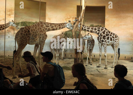 I visitatori guardano la Rothschild il giraffe (Giraffa camelopardalis rothschildi) presso lo Zoo di Praga, Repubblica Ceca. Foto Stock