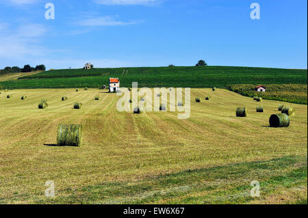 I campi con fieno e cornfield (Zea mays) in Francia Europa Foto Stock