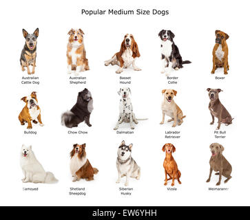 Un gruppo di quindici diversi di medie dimensioni della famiglia dei cani di razza Foto Stock