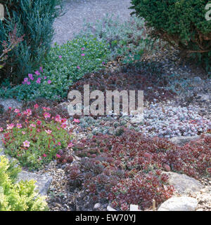 Sassifraga rosa e piccolo sedum rockery in giardino Foto Stock