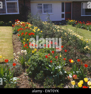 Rosso e tulipani gialli in frontiera nel giardino della casa degli anni settanta Foto Stock