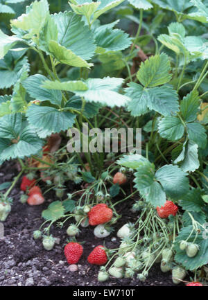 Close-up di maturazione le fragole in un orto Foto Stock