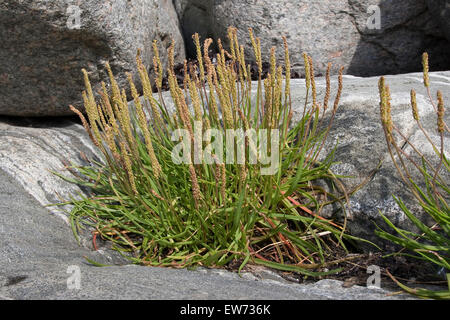 Mare piantaggine, Seaside piantaggine, linguetta d'oca, Strand-Wegerich, Strandwegerich, Wegerich, planzago maritima Foto Stock