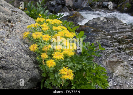 Roseroot, Rosenwurz, Rosen-Wurz, Rhodiola rosea, Sedum rosea Foto Stock