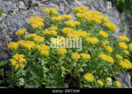 Roseroot, Rosenwurz, Rosen-Wurz, Rhodiola rosea, Sedum rosea Foto Stock