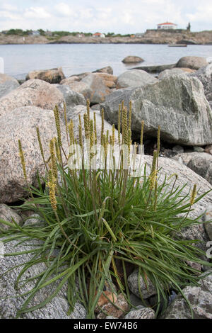 Mare piantaggine, Seaside piantaggine, linguetta d'oca, Strand-Wegerich, Strandwegerich, Wegerich, planzago maritima Foto Stock