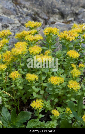 Roseroot, Rosenwurz, Rosen-Wurz, Rhodiola rosea, Sedum rosea Foto Stock