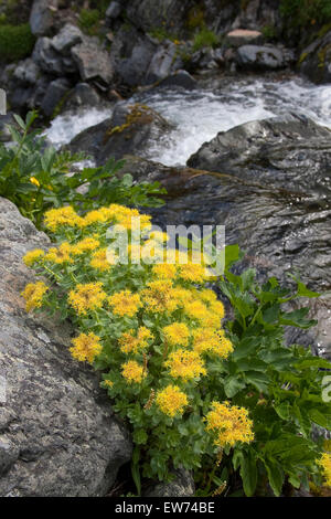 Roseroot, Rosenwurz, Rosen-Wurz, Rhodiola rosea, Sedum rosea Foto Stock