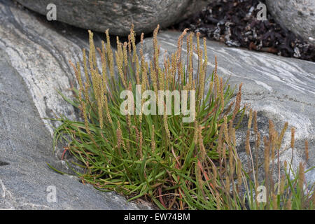 Mare piantaggine, Seaside piantaggine, linguetta d'oca, Strand-Wegerich, Strandwegerich, Wegerich, planzago maritima Foto Stock