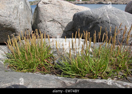 Mare piantaggine, Seaside piantaggine, linguetta d'oca, Strand-Wegerich, Strandwegerich, Wegerich, planzago maritima Foto Stock