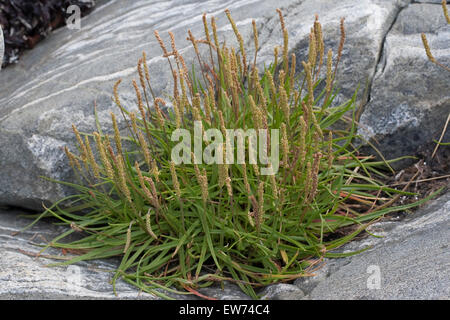Mare piantaggine, Seaside piantaggine, linguetta d'oca, Strand-Wegerich, Strandwegerich, Wegerich, planzago maritima Foto Stock