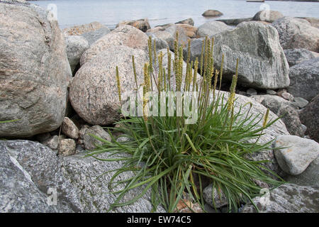 Mare piantaggine, Seaside piantaggine, linguetta d'oca, Strand-Wegerich, Strandwegerich, Wegerich, planzago maritima Foto Stock