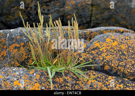 Mare piantaggine, Seaside piantaggine, linguetta d'oca, Strand-Wegerich, Strandwegerich, Wegerich, planzago maritima Foto Stock