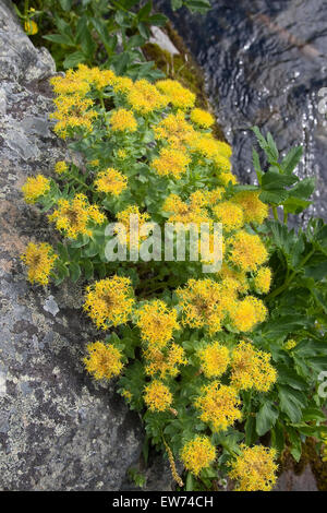 Roseroot, Rosenwurz, Rosen-Wurz, Rhodiola rosea, Sedum rosea Foto Stock