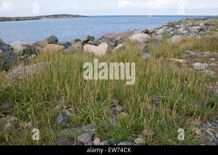 Mare piantaggine, Seaside piantaggine, linguetta d'oca, Strand-Wegerich, Strandwegerich, Wegerich, planzago maritima Foto Stock