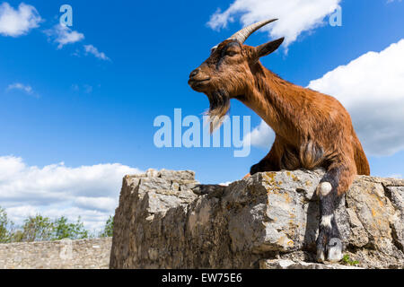 (Capra sp.), il castello di Hohenneuffen, Giura Svevo, Baden-Württemberg, Germania Foto Stock