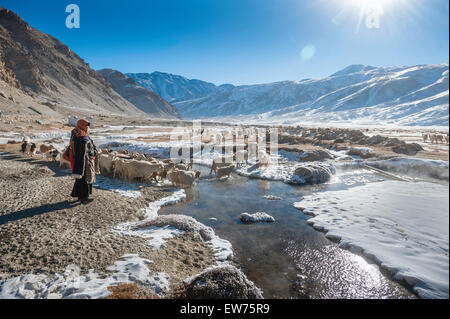 Changpa donna è in attesa del suo capre pashmina per attraversare l'acqua calda corrente Foto Stock