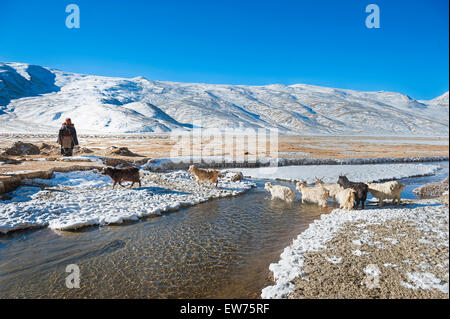 Changpa donna è in attesa del suo capre pashmina per attraversare l'acqua calda corrente Foto Stock