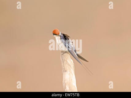 Filo-tailed Swift Parco Nazionale Kruger Sud Africa Foto Stock